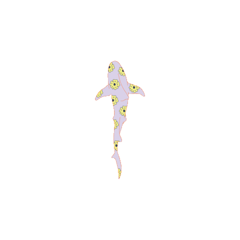 Shark Sticker