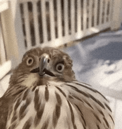 Shocked American GIF