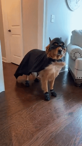 Dogs in Halloween Costumes: The Absolute Cutest and Funniest GIFs