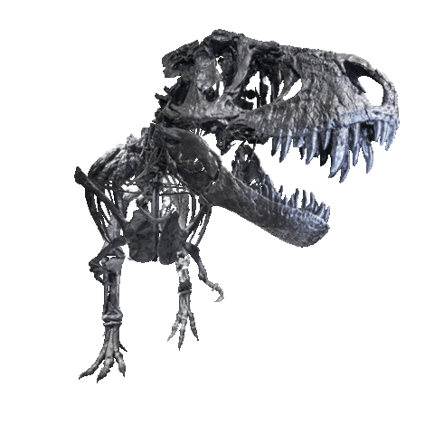 T Rex Museum Sticker by mfnberlin