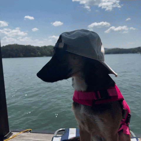 Shenandoah Shepherd Rescue GIF