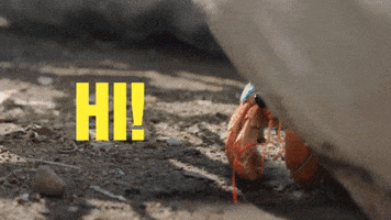 Crab Hello GIF by JoinZuzu