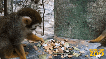 Oh Hello Food GIF by Brookfield Zoo