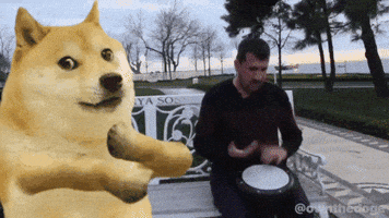 Own The Doge GIF