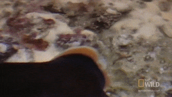 nudibranch GIF