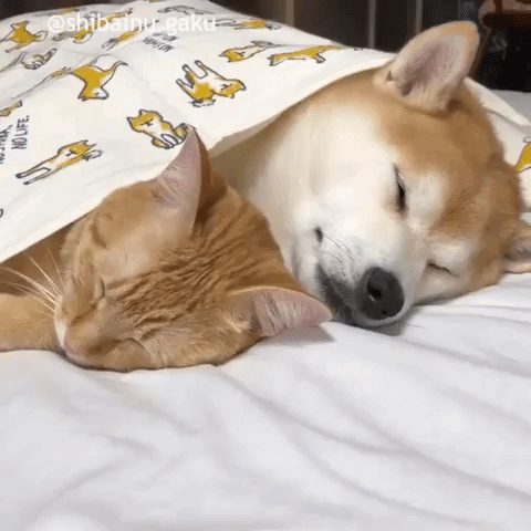 Video gif. Shiba Inu spoons an orange tabby as they both sleep peacefully under a blanket together.
