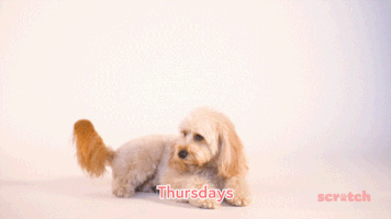 Dog GIF