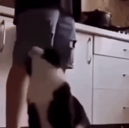 Cat GIF