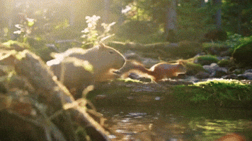 Squirrel Capybara GIF by Studio Voisier