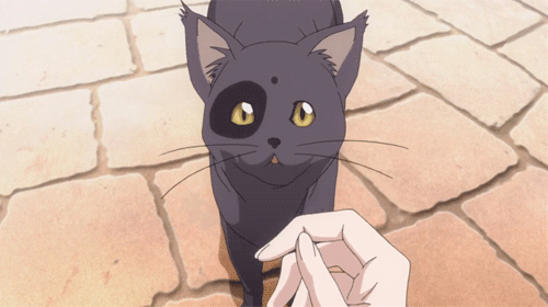 Cat GIF