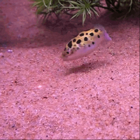 GIF yakaiswa naKen