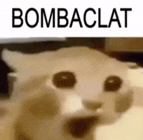 Cat Meme GIF