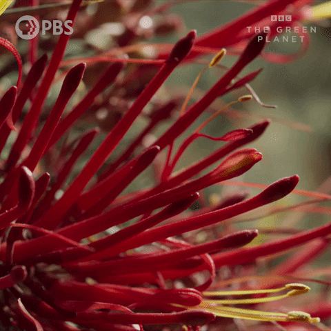 Bbc Flower GIF by PBS