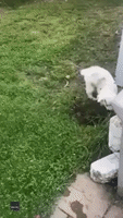 Pup Digs Hole, Falls in and Then Gets Exit All Wrong