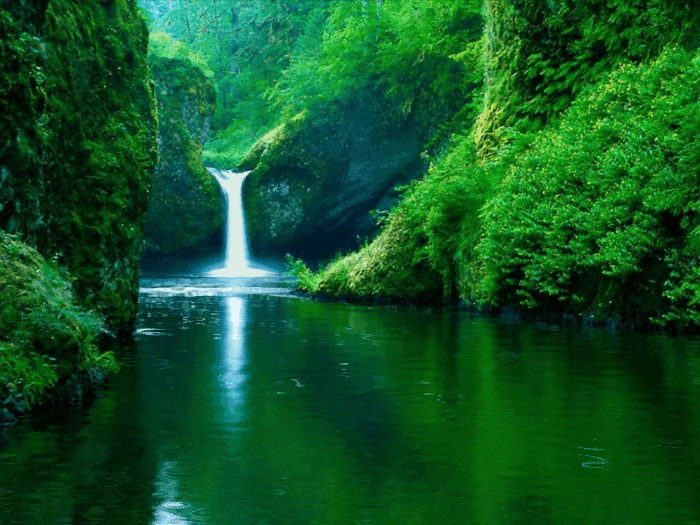Forest GIF - Find & Share on GIPHY