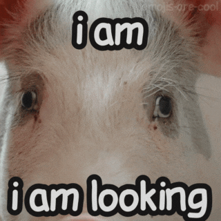 Eyes GIF