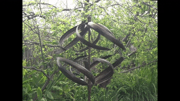 Sosucculentmelbourne GIF