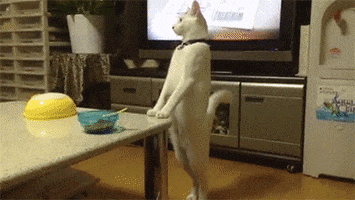 GIF
