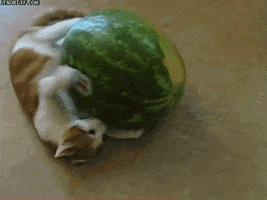 dis GIF