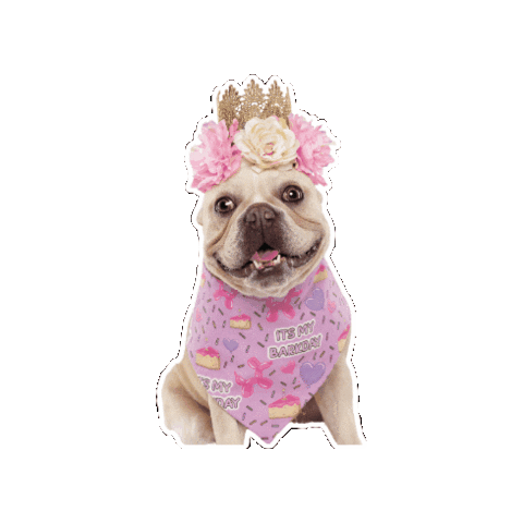 Alfies Pet Accessories Sticker