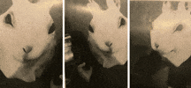 GIF by Medieval Ideas Creative Lab, Cambridge