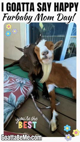 Mothers Day GIF by Goatta Be Me Goats! Adventures of Java, Toffee, Pumpkin and Cookie!