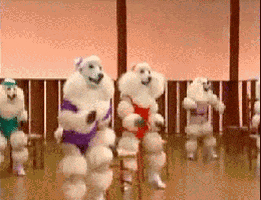 poodle dancing GIF