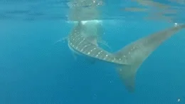 Whale Shark GIF