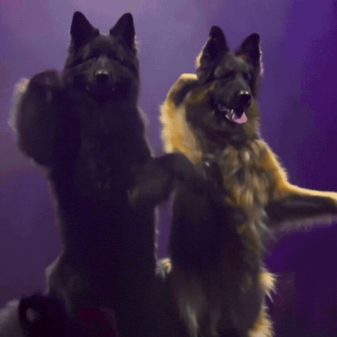 Dog GIF