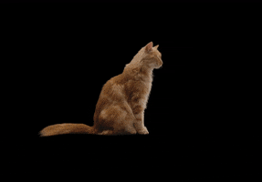 Cute GIF by KPN