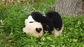 pandas GIF