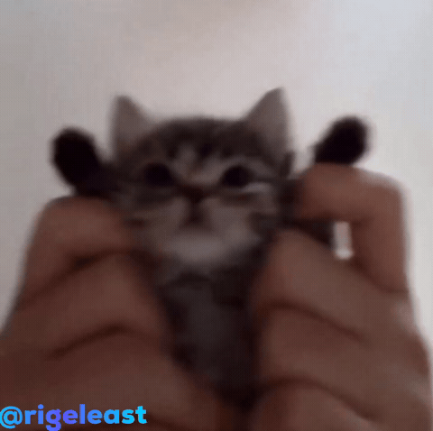 Cat GIF
