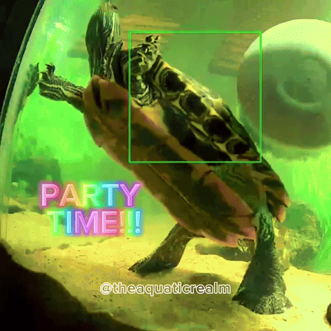 Red Eared Slider Party GIF