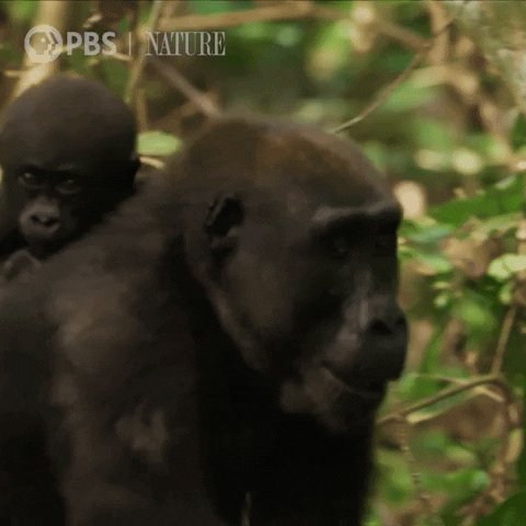 Baby Love GIF by Nature on PBS