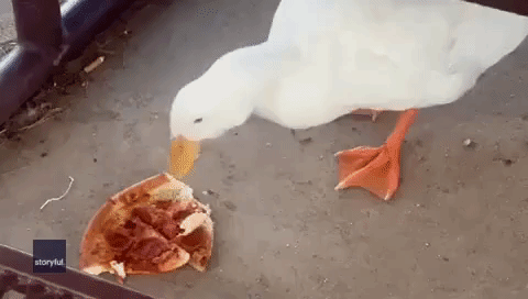 Duckling eating his pizza dinner, By Duck Life