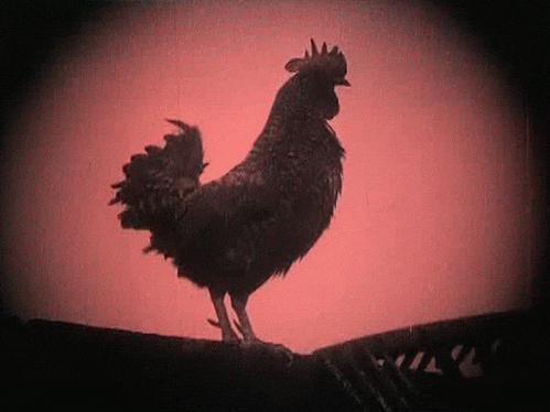 Image result for black rooster gif