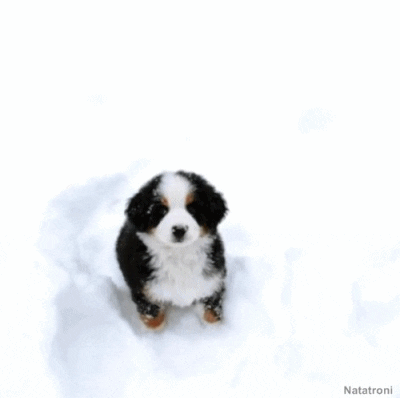 dog in snow gif