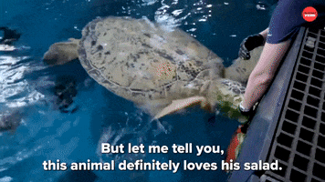 Shark Week Turtle GIF by BuzzFeed