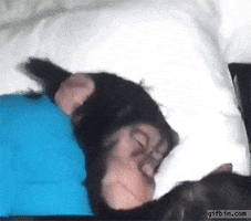 chimp waking GIF
