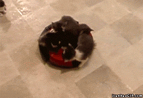 cats falling off GIF