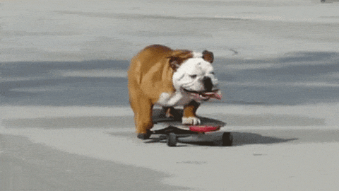 Dog Skateboard GIF - Find & Share on GIPHY
