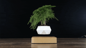 Plant GIF