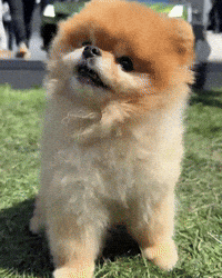 supercar-dog-hypercar-bugatti-mistral-nhf0WBS6BbR56G5FIh