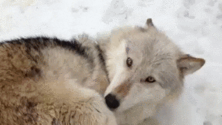 source.gif