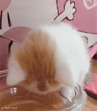 Video gif. A fuzzy white kitten raises his head and laps his tongue after drinking water 