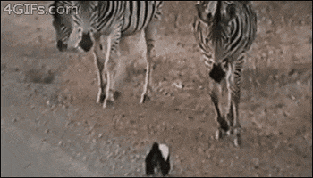 honey badger zebra GIF