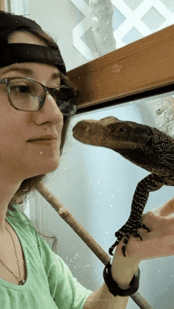 Spider The Lizard GIF