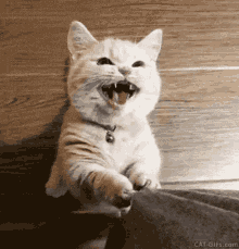 Cat GIF