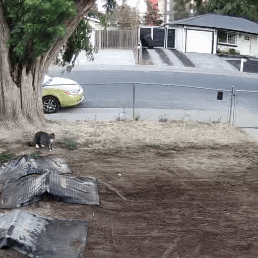 Bigg32 GIF