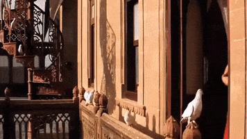 Palomas GIF